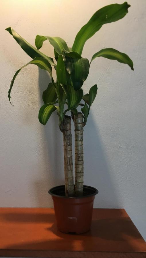 Lofts Apartamento Cancún