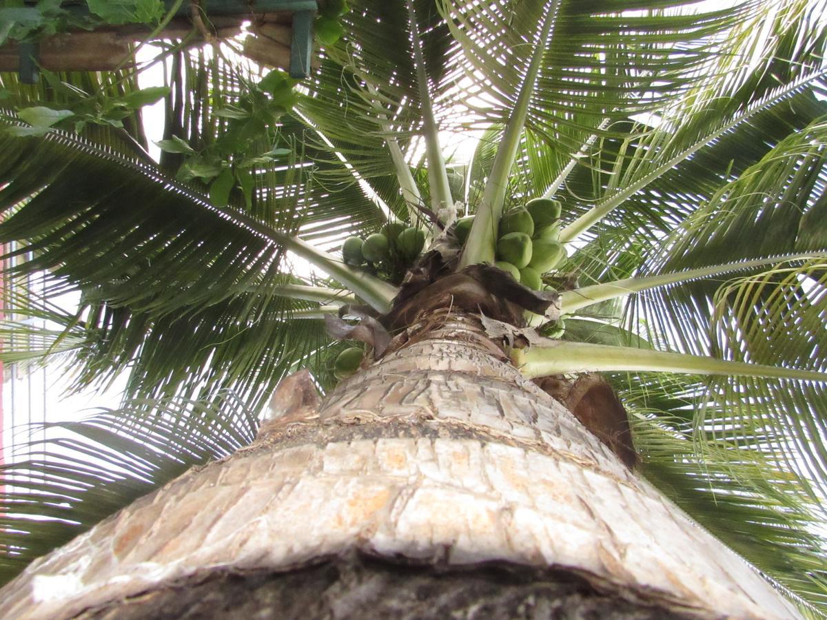 Blue Coconut Cancún